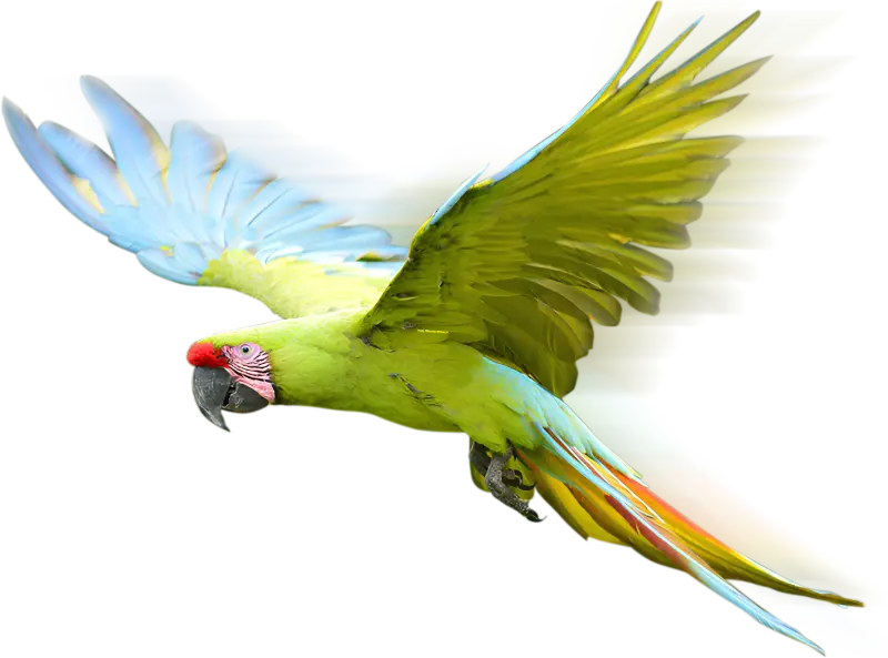 Bird image